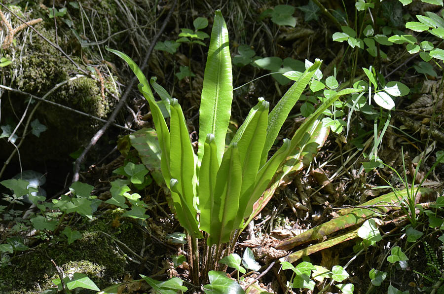 Phyllitis scolopendrium